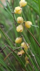 Lomandra brevis