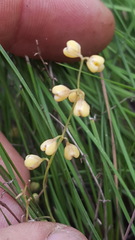 Lomandra brevis