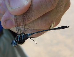 Brechmorhoga praecox