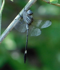 Brechmorhoga praecox