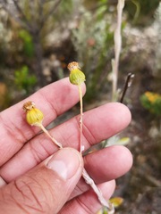 Oresbia heterocarpa