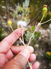 Oresbia heterocarpa