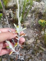 Oresbia heterocarpa