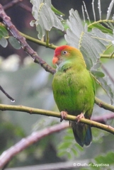 Loriculus beryllinus