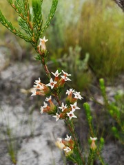 Erica walkeria