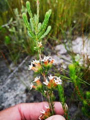 Erica walkeria