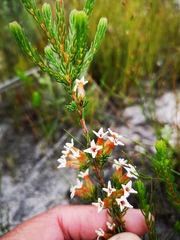 Erica walkeria