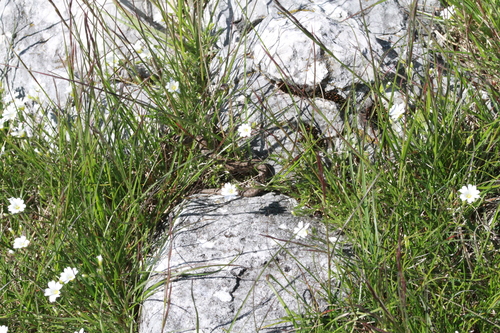 Meadow Viper