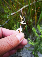 Disa obliqua clavigera