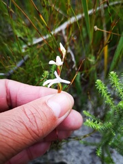 Disa obliqua clavigera
