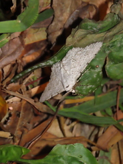 Lassaba parvalbidaria