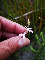 Disa obliqua clavigera