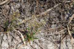 Paramollugo nudicaulis