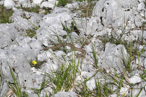 Meadow Viper