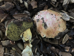 Butyriboletus querciregius