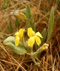 Goodenia robusta