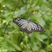 絹斑蝶 - Photo 由 Sunnetchan 所上傳的 (c) Sunnetchan，保留部份權利CC BY-NC-ND