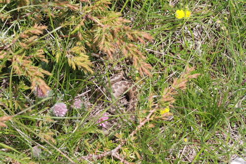 Meadow Viper