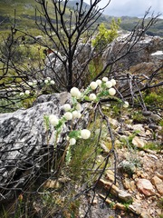 Lachnaea pomposa