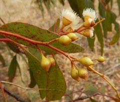 Eucalyptus leucoxylon