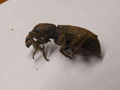 Anagotus