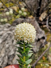 Lachnaea pomposa
