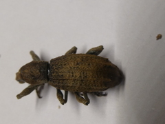 Anagotus