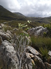 Lachnaea pomposa