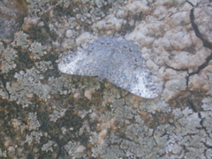 Hamadryas glauconome