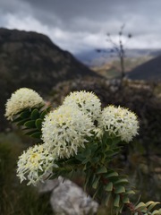 Lachnaea pomposa