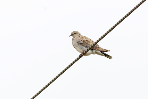 Tórtola europea (Streptopelia turtur)
