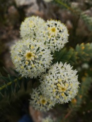 Lachnaea pomposa