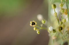 Paramollugo nudicaulis