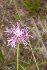 Centaurea arrigonii