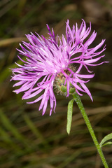 Centaurea arrigonii