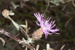Centaurea aplolepa