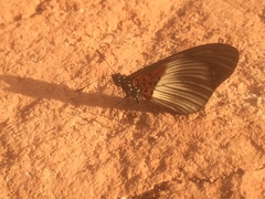 Acraea scalivittata