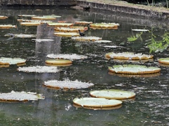 Victoria amazonica