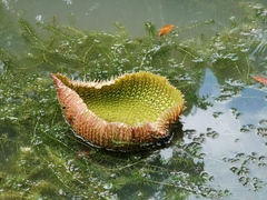 Victoria amazonica
