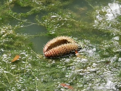 Victoria amazonica
