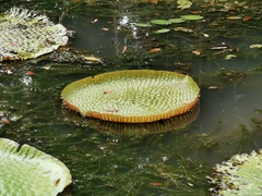 Victoria amazonica