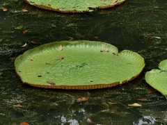 Victoria amazonica