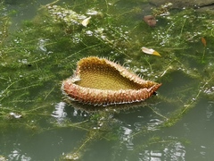 Victoria amazonica