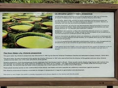 Victoria amazonica