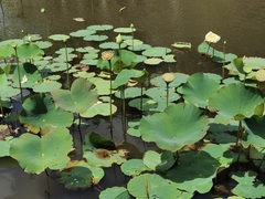 Nelumbo nucifera