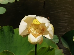 Nelumbo nucifera