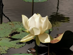 Nelumbo nucifera