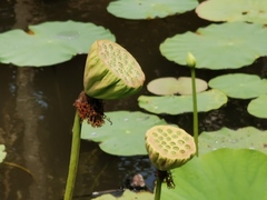 Nelumbo nucifera