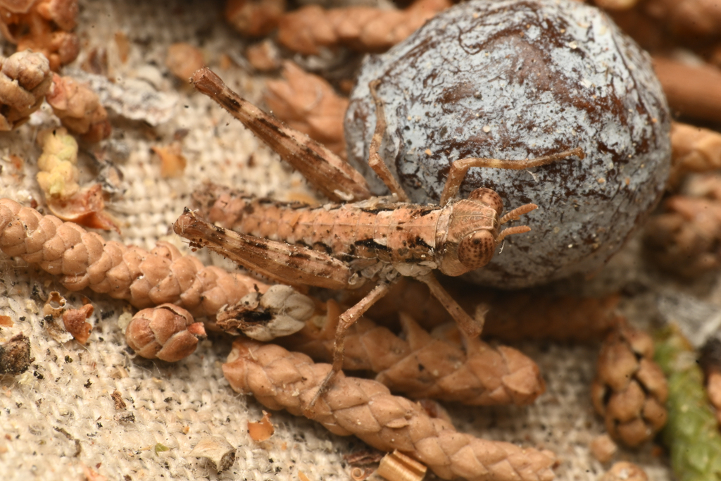 White Mountain Grasshopper