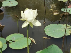 Nelumbo nucifera